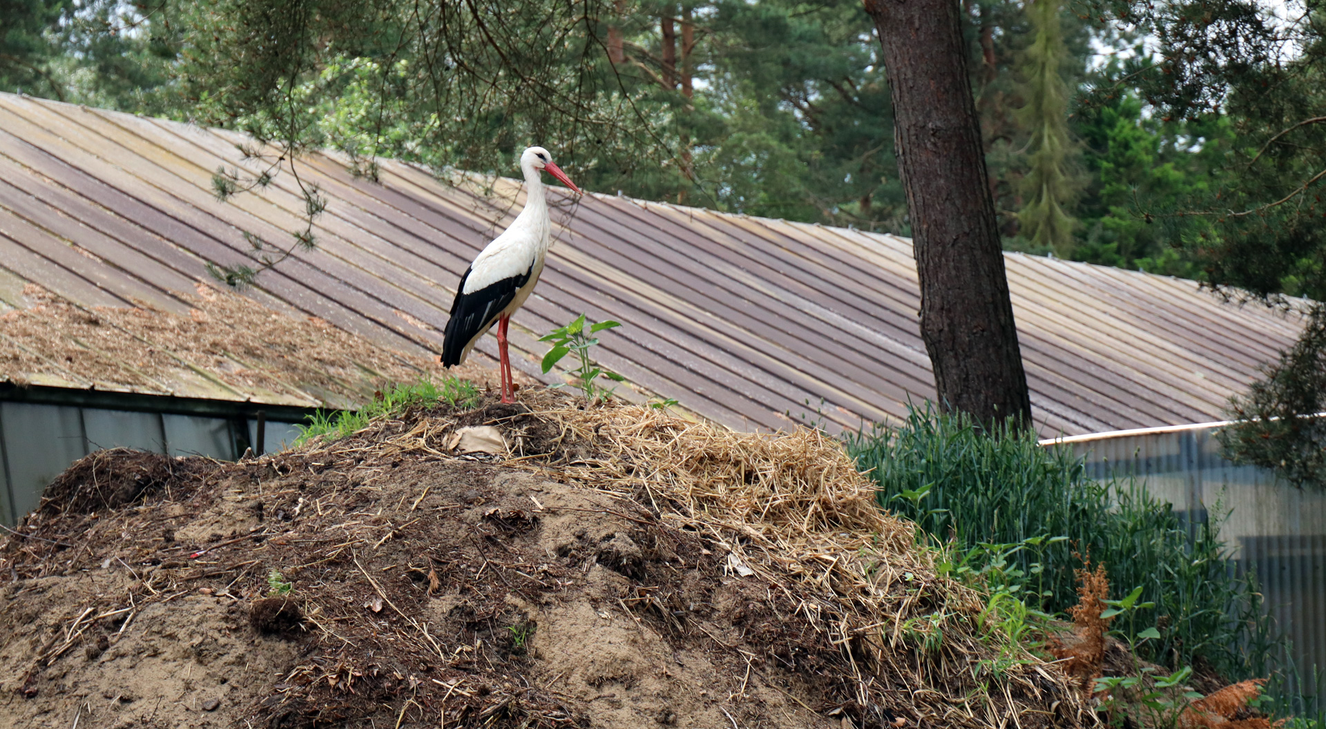 Hebammenmangel, Storch, Misthaufen